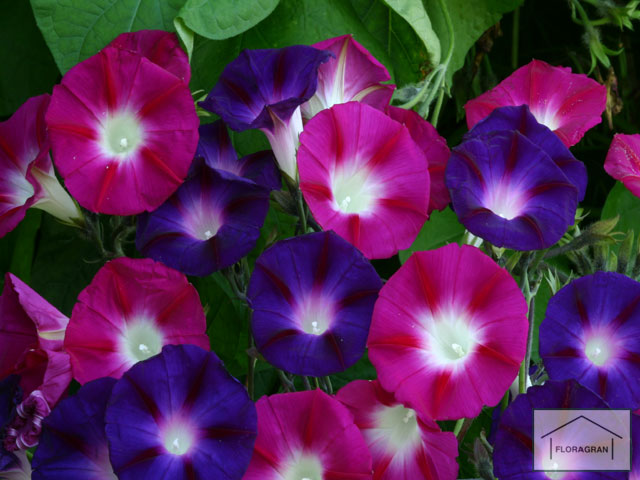 راهنمای نگهداری و پرورش گل و گیاهان زینتی - نیلوفر ارغوانی